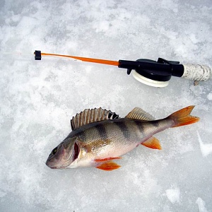 Соревнования по зимней рыбалке 